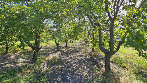 Finca De 3.7 Ha En Producción