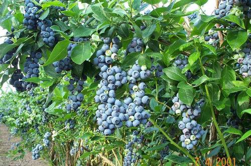Imagem 6 de 10 de Blueberry Southern Mirtilo De Clima Quente Sementes P/ Mudas