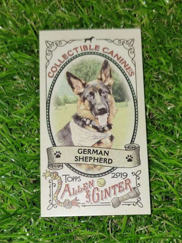 Cv Pastor Alemán Topps Allen And Ginter Collectible Canines
