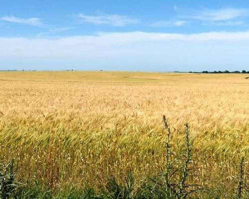 1.700 Hectareas Agricolas.