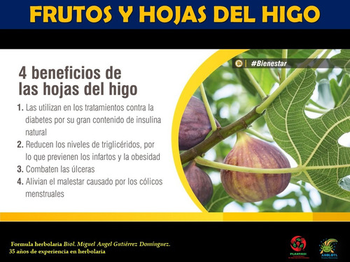 Extracto Hojas Higo Ficus Carica 100 Ml Plantasi