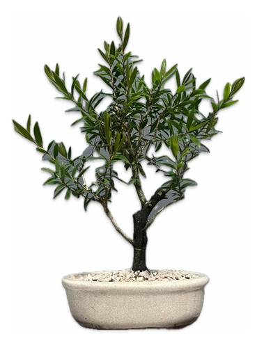 Bonsai Planta Limpia Tubos 14 Años 35 Cm Maceta Esmaltada N4