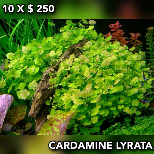 Cardamine Lyrata Planta Natural Acuario Plantado.