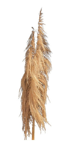   Capim Dos Pampas Pluma Seca Natural 5 Varas 