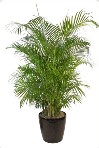 Areca Palmera Int-ext 1,30m Divinas!  Z/ Floresta