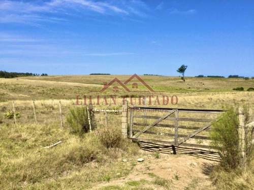 Buen Campo Para Olivos - Viñedos Paraje José Ignacio- Ref: 1061