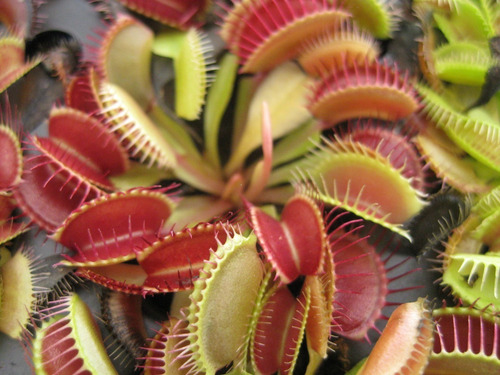 Imagen 1 de 5 de Planta Carnívora Venus Atrapamoscas Dionaea Muscipula Vp