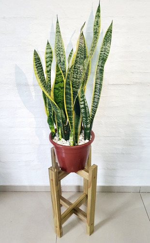 Imagen 5 de 5 de Planta Sanseveria