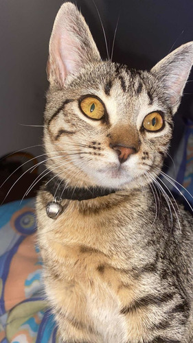 Imagem 1 de 4 de Gatinha Mabel Desaparecida