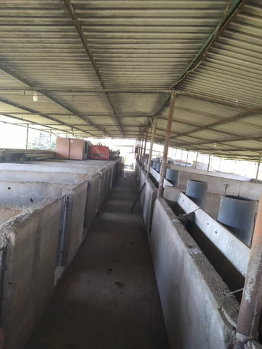 Imagen 3 de 20 de Granja De Gallinas Ponedoras Valencia Edo Carabobo