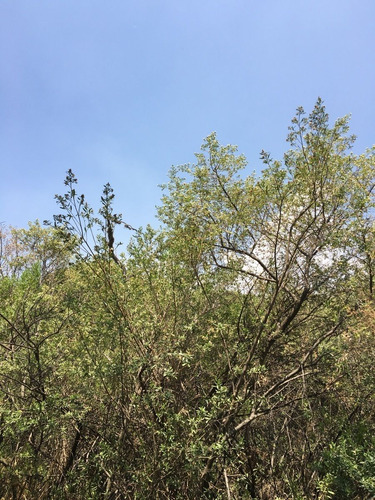Venta De Terreno En Boulevard Bosque Real, Huixquilucan, Tvi1020