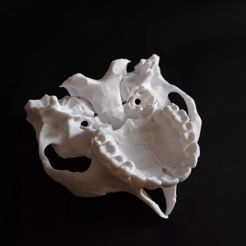 Modelo Anatómico Mandíbula Impresa 3d, Maxilares Tamaño 1:1