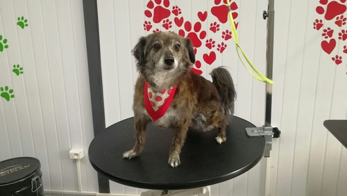 Imagen 2 de 8 de Bandanas Y Moñas Para Perros