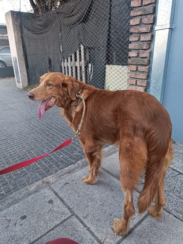 Symon, Bellísimooo Golden Con Vizla, Imperdible, En Adopcion