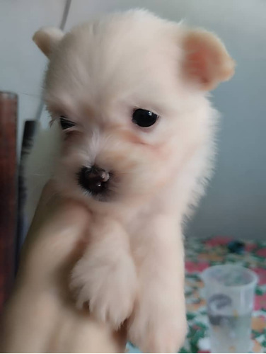 Cachorros Pooddes Con Pomerania 