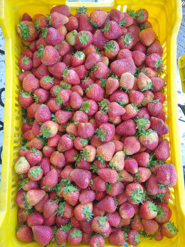 Imagen 5 de 7 de Fresas Por Cesta (al Mayor)