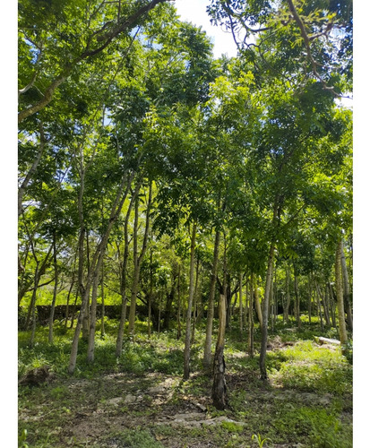 Rancho Ganadero En Venta, Propiedad Privada, 453 Has, Con Cenotes