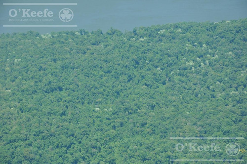Imagen 3 de 30 de Grandes Extensiones De Bosque Nativo En Misiones - Bonos Verdes- Ideal Conservacionistas
