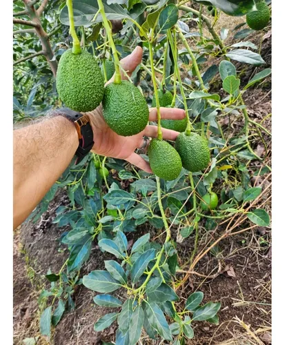 Se Vende Finca En Produccion Aguacate Hass Pijao Quindio