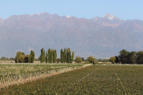 Finca Super Premium En Valle De Uco, La Consulta. Mendoza