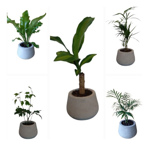 Plantas De Interior En Maceta Misionera Fc - Mini Combo 