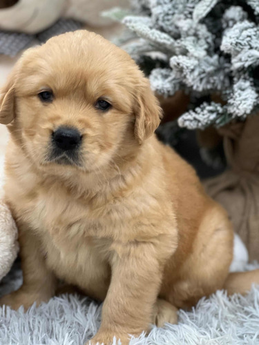 Cachorros Golden Retriever Con Microchip.