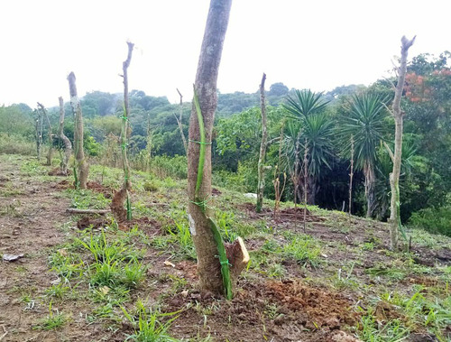 2 Plantas De Pitahaya Enraizados Roja Y Blanca