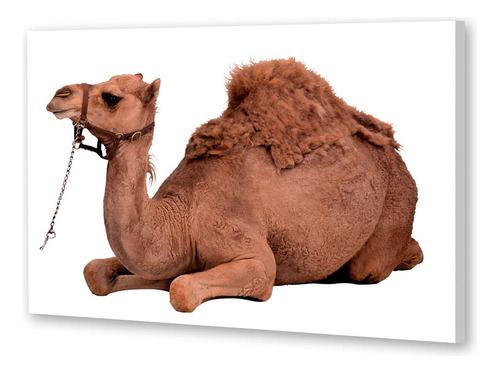 Cuadro 50x75cm Camello Solo Fondo Blanco Joroba