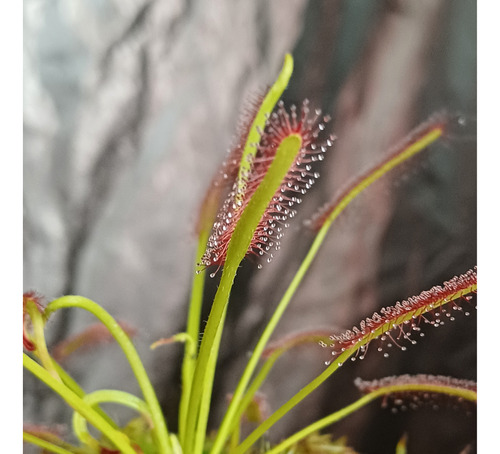 Planta Carnívora Drosera Capensis Y Binatas 100% Calidad