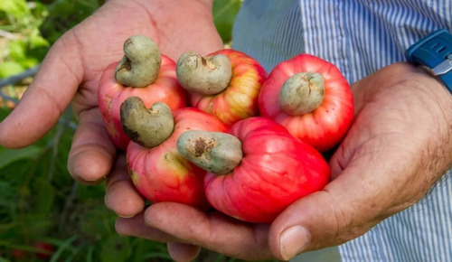 4 Arbolitos Frutales No Enanos 100% Orgánicos Y Exoticos