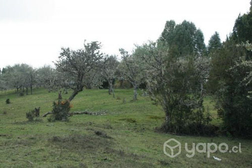 Venta De Terreno De 15 Ha. En Caulín Alto, Comuna De Ancud