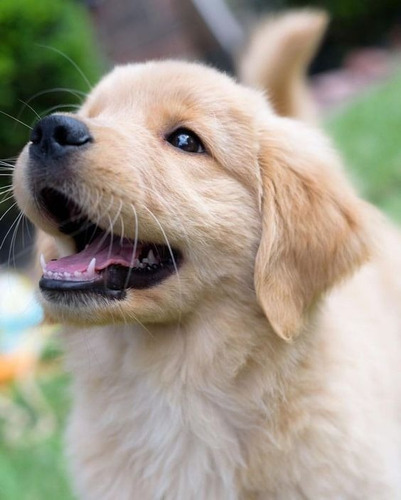 Labrador Retriever Sueño La Mejor Compañia