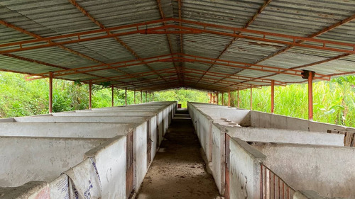Imagen 5 de 14 de I.l Se Vende Finca En San Antonio De Caparo