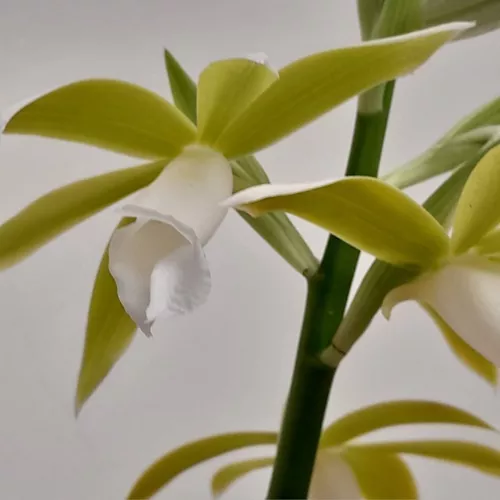 Orquídea Phaius Tankervilleae Alba Capuz De Freira Terrestre