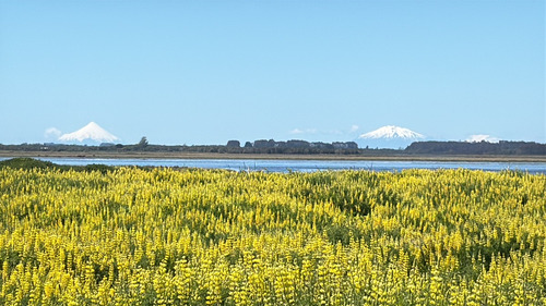 Lotes En Carelmapu Con Orilla De Playa, Mar Brava, Maullín