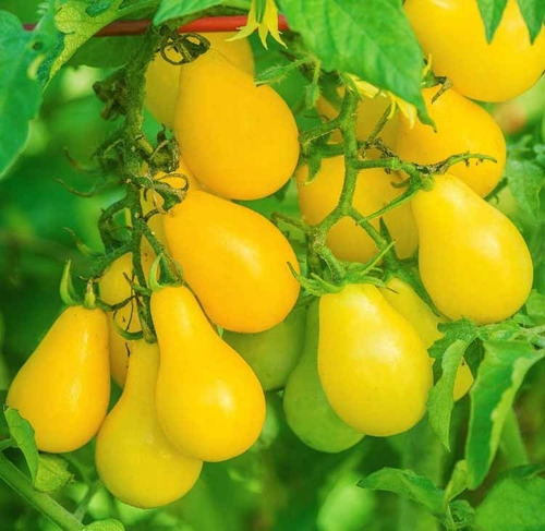 Semillas Organicas Tomate Cherry Variedad: Perita Amarillo