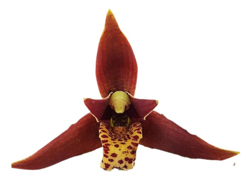 Orquídea Maxillaria Tenuifolia Var. Black Planta Adulta Rara