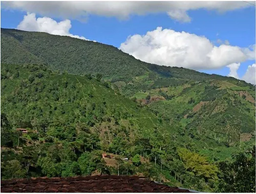 Vendo Finca De 18 Cuadras Para Ganado Y Cerdos A 15 Minutos D Fredonia