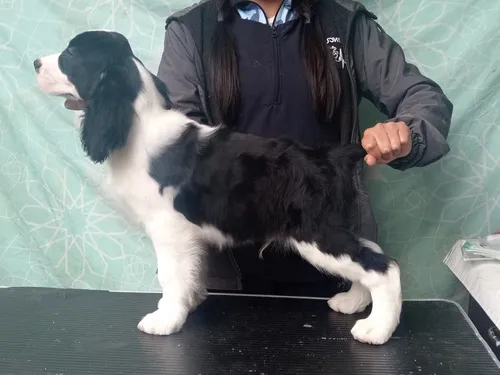 comprar Springer Spaniel. Ingles
