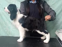 Comprar Springer Spaniel. Ingles