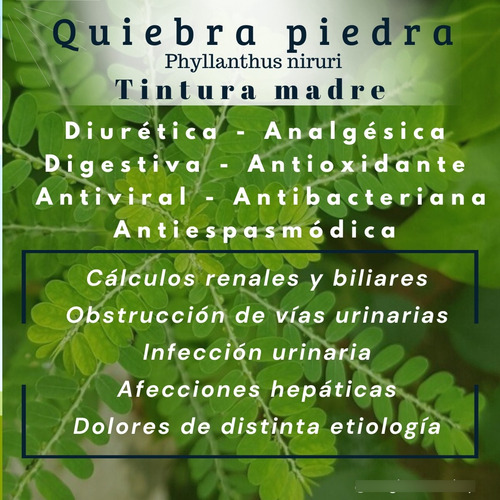 Tintura Madre De Diente De León 30 Ml. Homeopatía