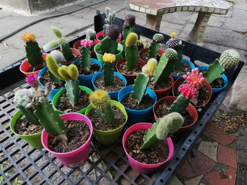 Cactus Injertados Por Mayor Cultivos Allucgardens