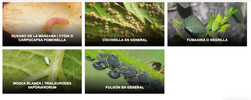 Imagen 8 de 10 de Mamboreta Confi Insecticida Mosca Blanca Pulgones Cogoshop