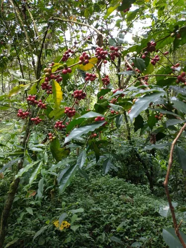 Finca La Esmeralda