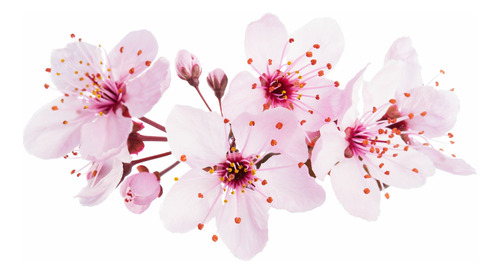 Arbol Cerezo De Flor O Sakura 3 Mts Pack De 2 Gratis A Rm