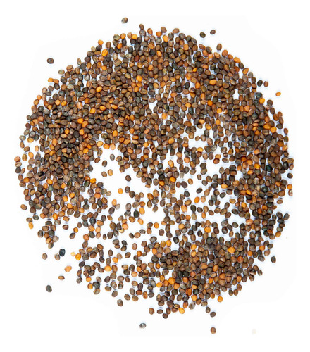 Semilla De Arúgula - 100gr