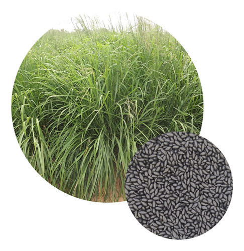 Sementes Capim Massai Incrustada 10 Kg