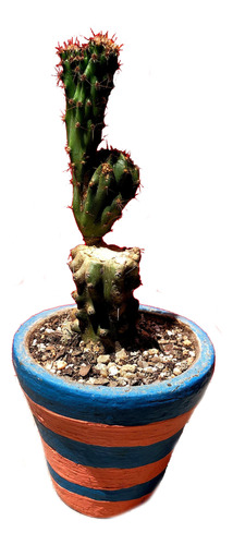 Maceta Arcilla Cactus Cereus Peruvianus Monstruoso