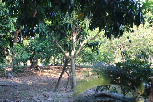 Finca En Piedras Tolima En La Zona Urbana