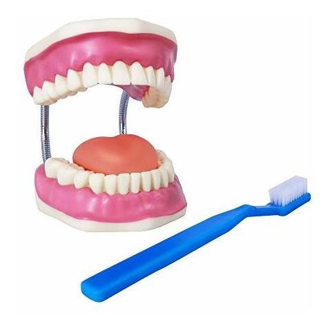 Evotech - Modelo De Cuidado Dental Con Cepillo De Dientes Gi